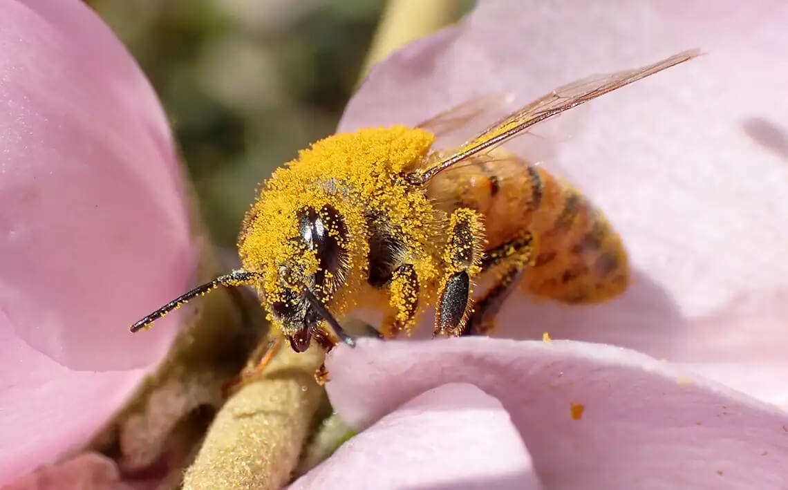 L’Inula viscosa contro la varroa